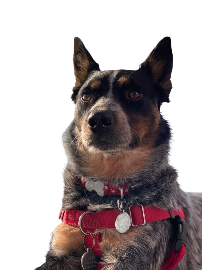 A dog with a red collar and tag.