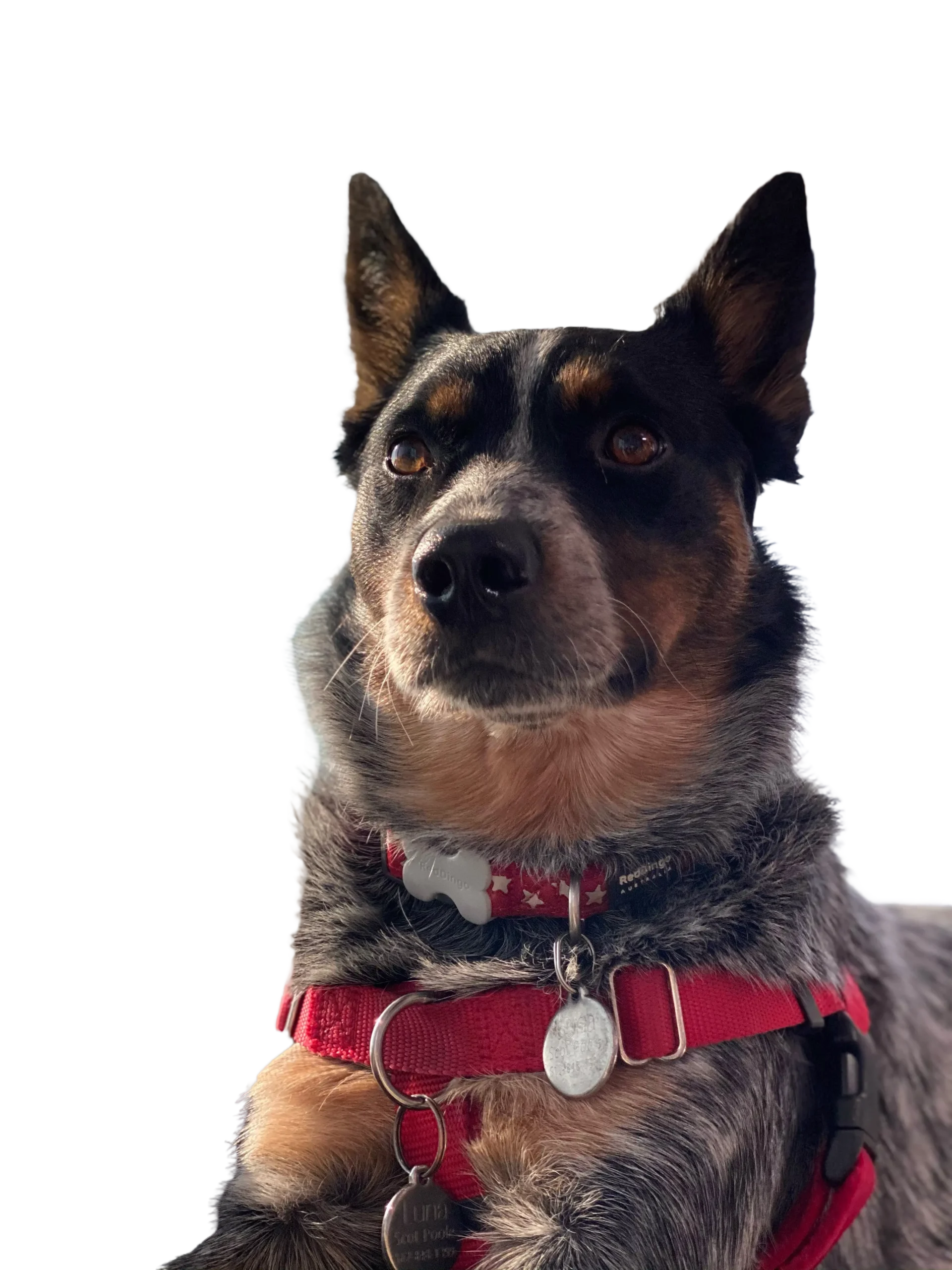 A dog with a red collar and tag.