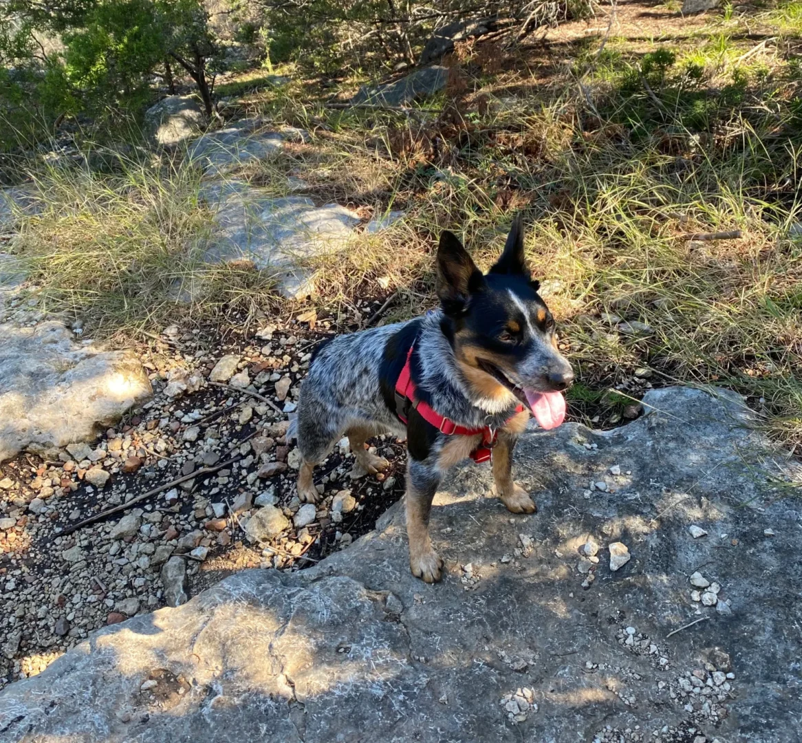 A dog standing on top of a rock.