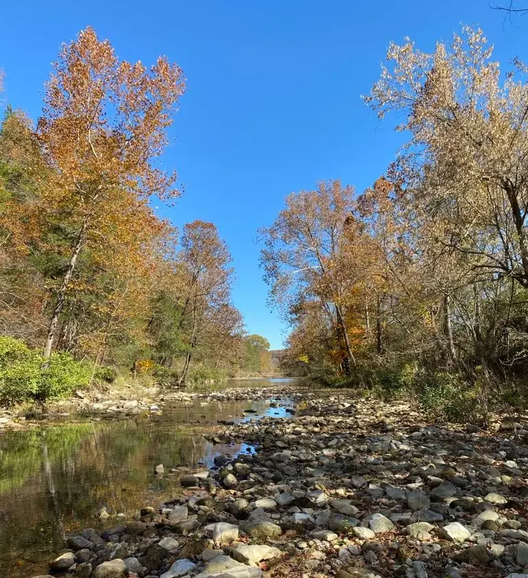 A river running through the middle of a forest.